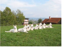 a-wurf_von_den_spessartraeubern
