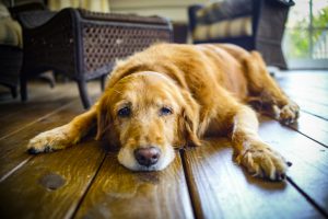 This was my dog Cali's last day before we had to put her to sleep. She was a great Golden Retriever!