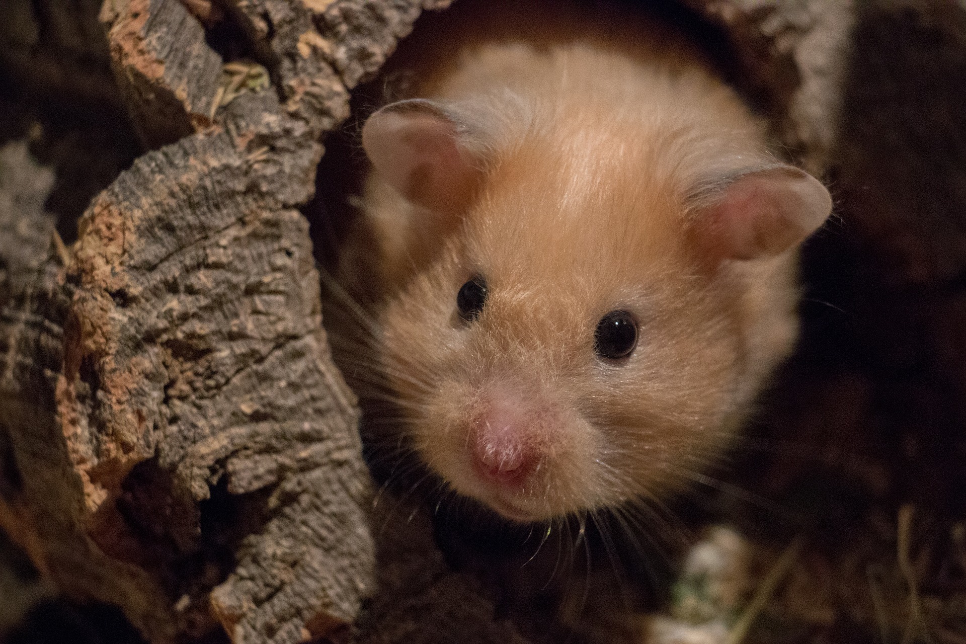 Guldhamstern – ett bra första djur