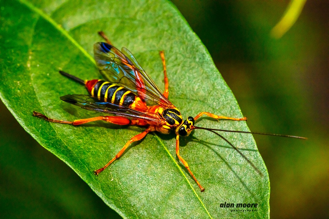 Insekter i trädgården – vänner eller fiender?
